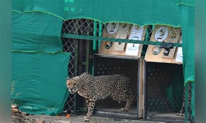
Credit war breaks out on Cheetahs, Cong says Modi not stating facts 