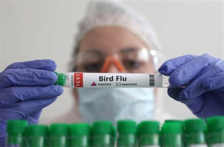 
France detects avian flu case increase in coastal birds since mid-May 