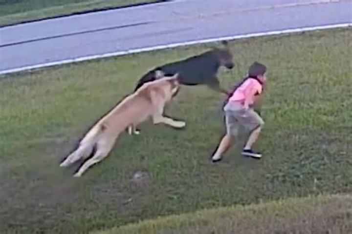 
German Shepherd Saves 6-Year-Old Boy from Potential Dog Attack by Stopping Charging Canine 