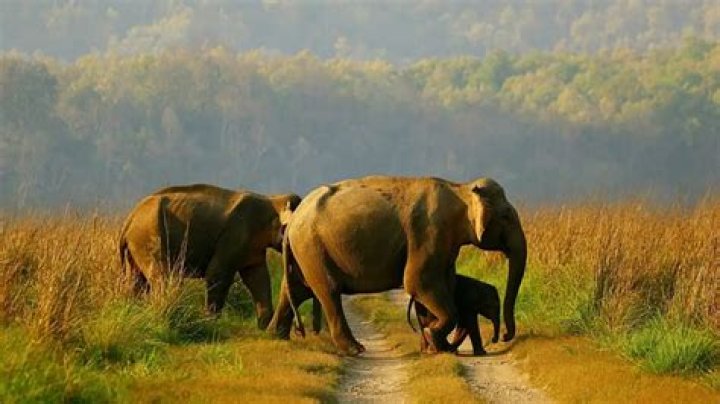 
Human price of shrinking forests: Odisha tops casualties inflicted by elephants 