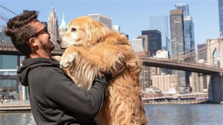 
Influencer Jesse E Shurastey And His Golden Retriever Were In An Accident In US, Death News and More 