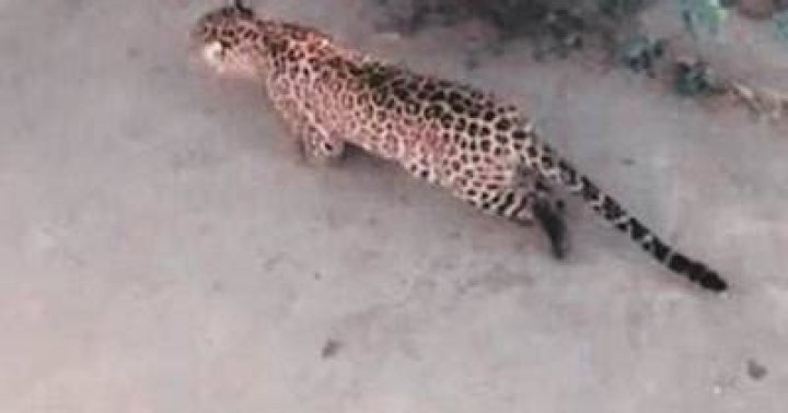 
Leopard kills 16-month-old toddler in Mumbai 