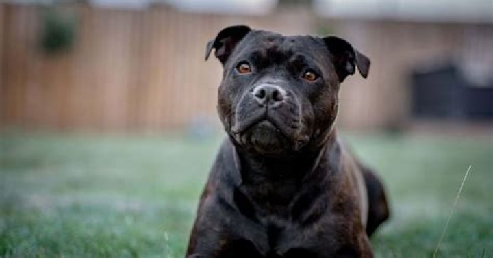 
‘Not out of woods’: Owner heartbroken as pet Staffordshire Bull Terrier bitten by venomous copperhead in park 