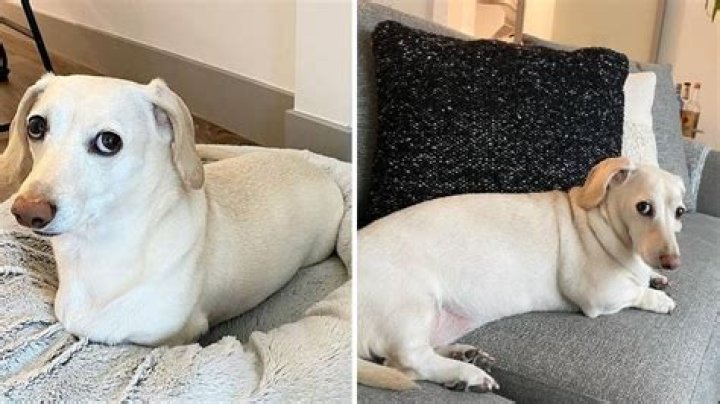 
Whitney Chewston Is The Dog In The New Homophobic Meme Taking Over The Internet 