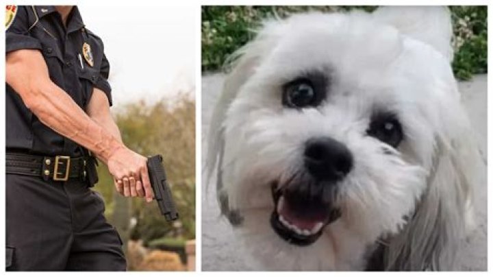 Who Is Deputy Ryan Kuehner? Off-Duty Cop Shoots Dog With Pellet Gun – Here’s What We Know