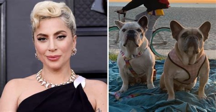 
Who is Jennifer McBride? Lady Gaga sued for $500,000 over dognapping reward 