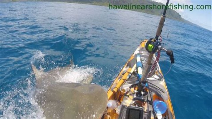 
Who is Scott Haraguchi? Shark attacks Hawaii fisherman near Kualoa shore in Honolulu 