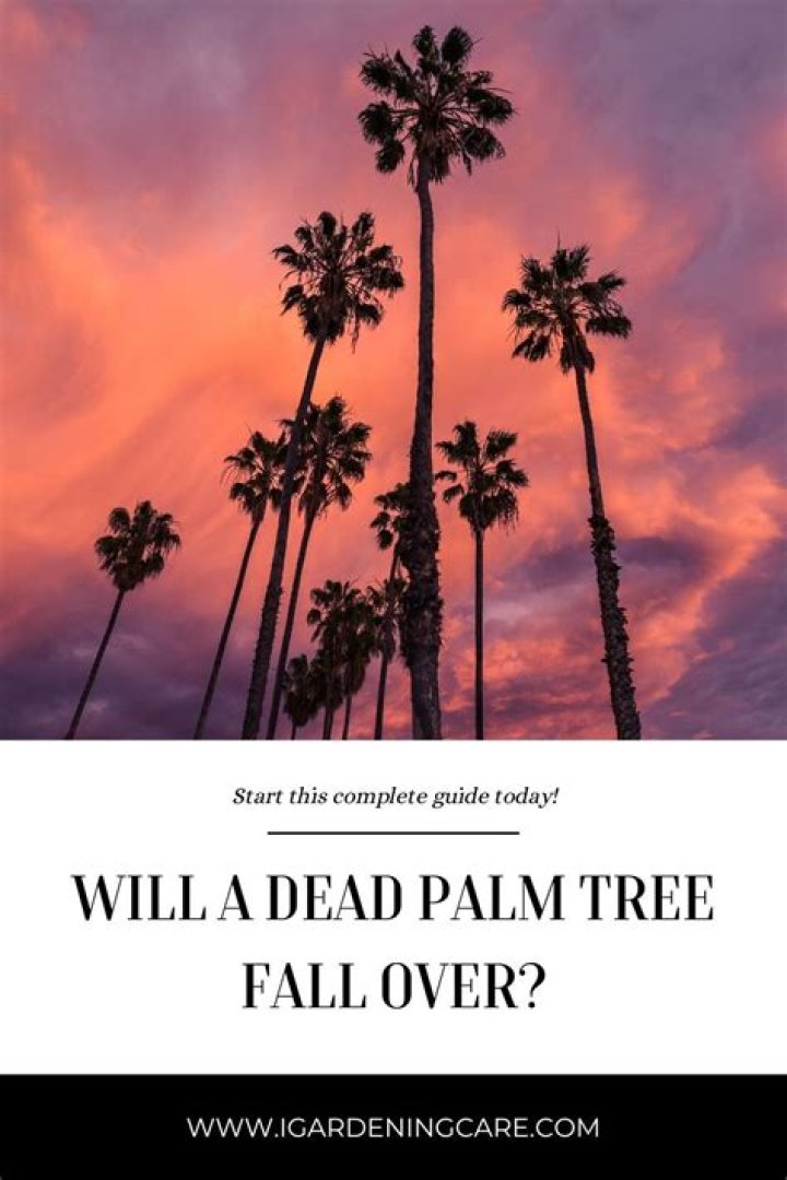 
Will a dead palm tree fall over? 